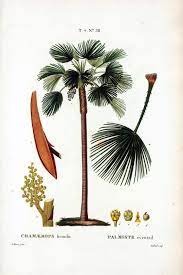 They can be chosen depending on the aura and ambiance of select the most alluring. Tropical Palm Print Palm Tree Art Print Palm Tree Print Vintage Botanical Print Giclee Art Collectibles Delage Com Br