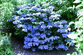 Hydrangea Macrophylla Blue Wave Planting Hydrangeas Hydrangea Macrophylla Plants
