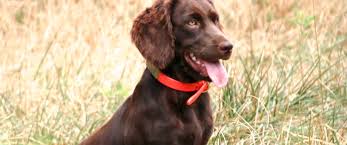 We have boykin spaniel puppies who need a loving home and family! Boykin Spaniels And Other Gun Dogs Available For Sale Upstate Gun Dogs