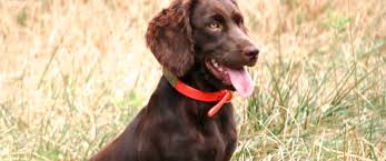 All puppies go home with their 1st vaccination, full and complete akc and boykin spaniel society registration, and a welcome package with tips for enjoying your new puppy. Boykin Spaniels And Other Gun Dogs Available For Sale Upstate Gun Dogs