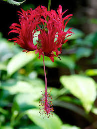 «the delicate japanese lantern (hibiscus schizopetalus) contrasts beautifully against the bright…» Japanese Lanterns Hibiscus Schizopetalus Jungledragon