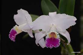 Cattleya Mendelii Cattleya Orchids Plants