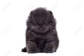 Black pomeranian picture frame holds your favorite 2.5 by 3.5 inch photo, hand painted realistic looking pomeranian stands 6 inches tall holding beautifully crafted frame, unique and special pomeranian gifts for pomeranian owners. Black Pomeranian Puppy On White Stock Photo Picture And Royalty Free Image Image 29709039