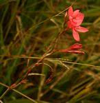 Image result for Hesperantha longicollis