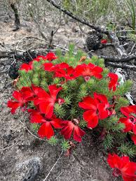 Image result for Spermacoce deserti