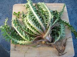 Stalking The Wild Artichoke Wild Food Girl
