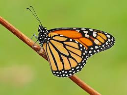 Image result for Monarch Butterfly