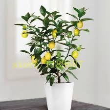 Maybe you would like to learn more about one of these? 20 Pcs Bag Bonsai Lemon Tree Mini Fruit Bonsai Tree Fast Grow No Gmo Health For Body Flower Pot Planters Buy At The Price Of 0 42 In Aliexpress Com Imall Com