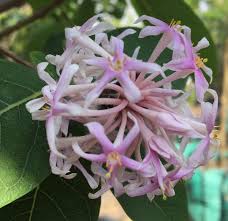 Image result for Dais cotinifolia