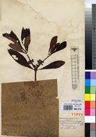 Image result for Psychotria eminiana