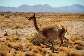Weirdly though, one thing that slipped my mind and i totally forgot to add to the list, which really shocked me the most, was the language & all those pesky chilean slang words. The Word Collector 2 13 Must Know Chilean Slang Words And Phrases