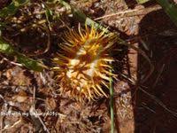 Image result for Cucumis ficifolius