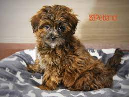 Browse gorgeous shih tzu puppies for sale at teacups puppies and boutique in south florida! Poodle Shih Tzu Dog Female Brindle 2622804 Petland Iowa City
