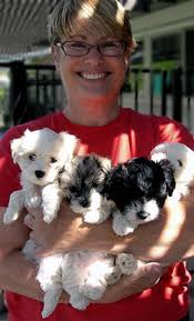 Maybe you would like to learn more about one of these? Puppies For Adoption Az The Y Guide