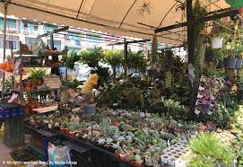 Check spelling or type a new query. Bring Nature Into Your Home With Bangkok S Best Plant Markets Bk Magazine Online