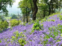 Bluebells From Ashton Court Bristol Bristol Bluebells City Of Bristol