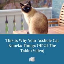 This Is Why Your Cat Knocks Things Off Of The Table Cats Cat Behavior Knock Knock