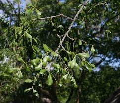 Image result for Ptaeroxylon obliquum