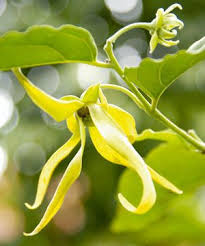 Kenanga investment bank berhad is a malaysian financial services company which provides investment banking, stockbroking and investment management services. Hidup Ini Indah Manfaat Khasiat Bunga Kenanga Bunga Tanaman Inspirasi Taman