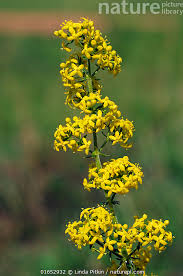 Image result for Galium verum