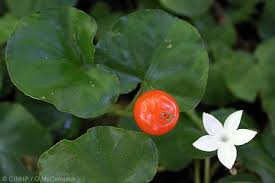 Image result for Geophila repens