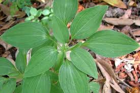 Image result for Alstroemeria pulchella