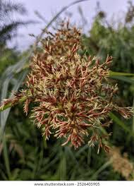 Image result for Cyperus latifolius