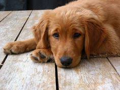 The golden retriever is a large sized, energetic breed, serving as efficient gun dogs used for eyes: 40 Dark Goldens Ideas Golden Retriever Puppies Dogs