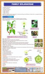 Solanaceae is a taxonomic family of plants that comprises 95 genera of some of the most adaptable flowering plants known to man. Family Solanaceae Chart Iqbal Scientific Store