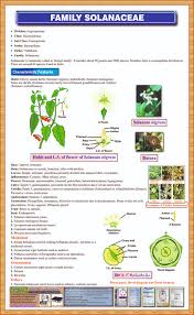Besides these well known edible species, the family of solanaceae includes many plants of great medicinal and ornamental value. Family Solanaceae Chart Iqbal Scientific Store
