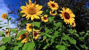 Bees, wasps, and butterflies are drawn their nectar. 198 Days How To Plant Grow And Care For Sunflower Plants Youtube