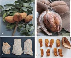 Image result for Swietenia