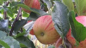 We did not find results for: Growing Fruit Trees Sustainable Gardening Australia