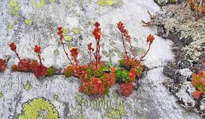 Image result for Pavetta lindina