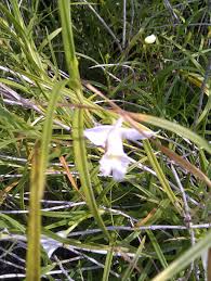 Image result for Thunbergia graminifolia