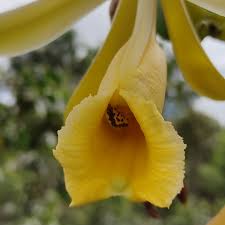 Image result for Vanilla polylepis