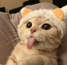 Pin By Orient Jogi On All For You In 2020 Cute Baby Cats Cute Baby Animals Cute Cats
