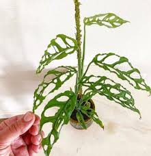 What you need to know monstera obliqua has specific heat and humidity requirements Monstera Obliqua Is A Species Of The Plants Flowers Facebook