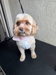 Is this maltipoo haircut okay?