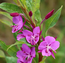 Image result for Onagraceae