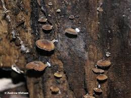 Image result for Simocybe centunculus