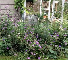 14 Blumen Die Den Garten Verzaubern Ohne Arbeit Zu Machen Garten Cottage Garten Pflegeleichter Garten