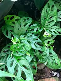 Monstera Adansonii