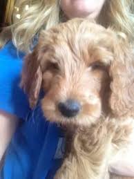 2) our prices are lower than california prices (see why below). Beautiful Red F1b Goldendoodle Puppies For Sale Female For Sale In Lebanon Tennessee Classified Americanlisted Com