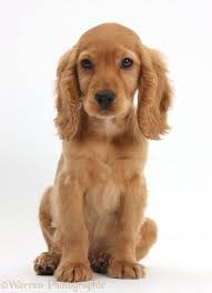 Black And Brown Working Cocker Spaniel Golden Working Cocker Spaniel Puppies Google Search Cockerspanieldog Cocker Spaniel Puppies Golden Cocker Spaniel Spaniel Puppies