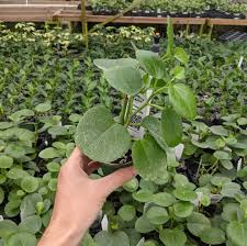 Image result for Cissus rotundifolia