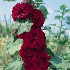 They basically belong to the alcea family, which encompasses 60 species. Hollyhock Seeds 45 Varieties Hollyhocks Flowers Flowers Perennials Flower Seeds