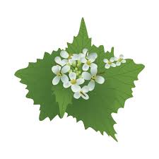 Flower buds can be seen on the tops of stems as the plants begin to bolt and then flowers open soon after stem elongates, usually late april through may. The Symbol Of The Week Is Garlic Mustard Click And Find This Beautiful Invasive Plant Symbol Available For Free Downl Invasive Plants Plant Leaves Plants
