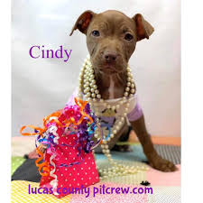 Meet lucas, a poodle & cairn terrier mix dog for adoption, at lucas county pit crew in toledo, oh on petfinder. Lucas Co Pit Crew Lcpitcrew Twitter