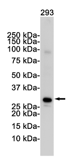 The investigator must determine the ideal. Vdac1 Antibody Mybiosource